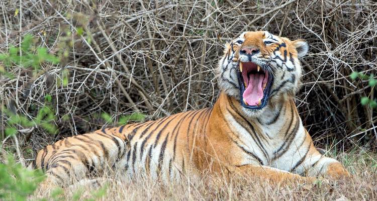 Tiger yawning in a dry forest setting.