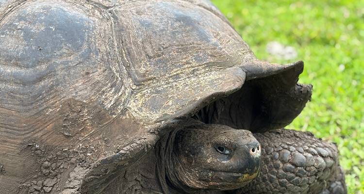 Gros plan d'une tortue dans une zone herbeuse.