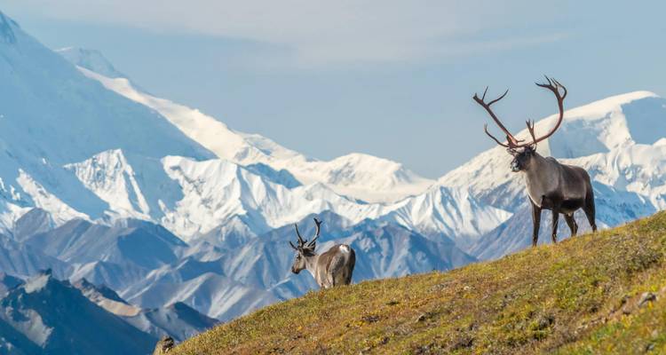 Two caribou stand on a meadow ridge with glacier-covered Alaska Range behind.