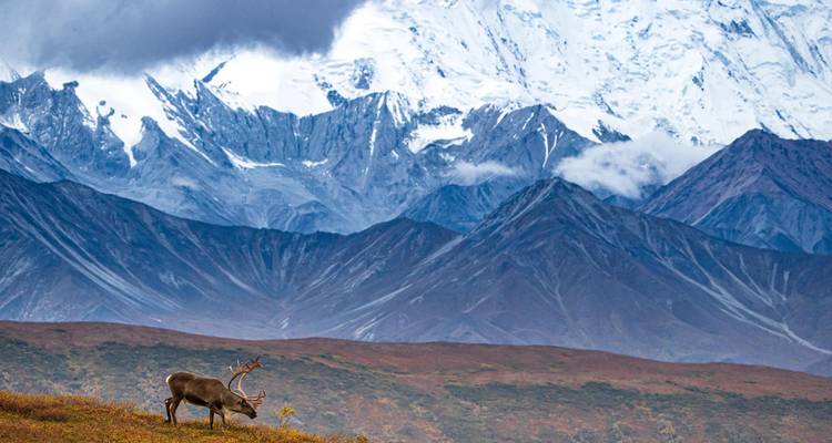 Caribou graze beneath the snow-clad peaks of Denali under dramatic clouds.