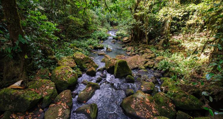 Kristallklarer Dschungelbach, der über moosbewachsene Felsen unter dichtem tropischen Blätterdach fließt.