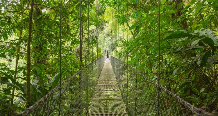 Schmale hängende Hängebrücke verschwindet in lebhaftem grünem Regenwald-Laubwerk.