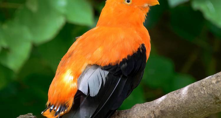 Hellgrüner tropischer Vogel sitzt auf einem Ast vor üppigem grünem Laub.