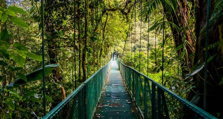Schmale grüne Hängebrücke, die sich durch dichtes tropisches Regenwalddach erstreckt.