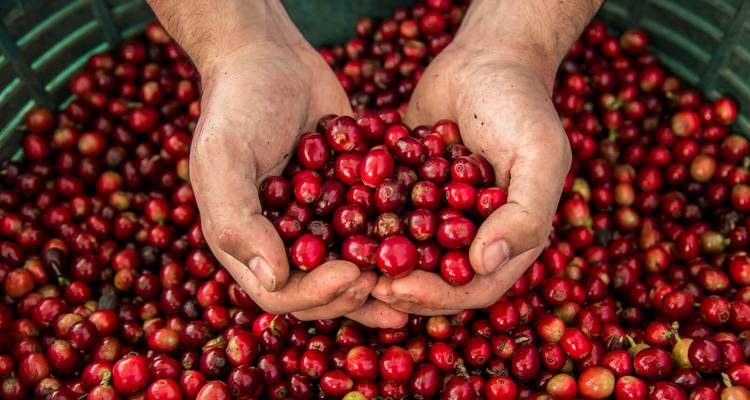 Hohle Hände, die einen Haufen frisch gepflückter roter Kaffeekirschen halten.