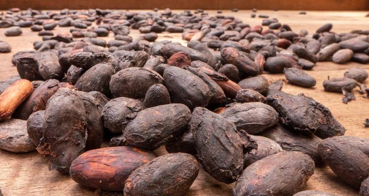 Kakaobohnen, die auf einer Holzoberfläche in der Sonne zum Trocknen ausgebreitet sind.