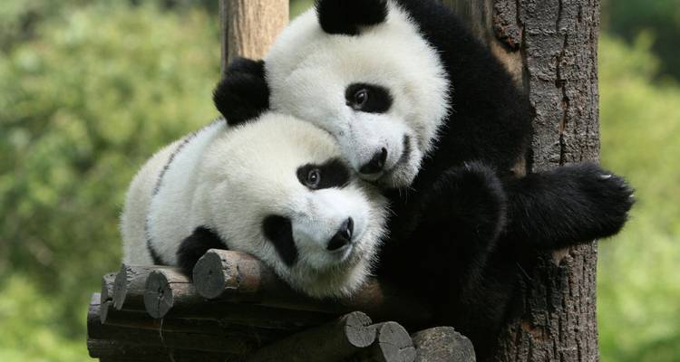 Twee reusachtige panda's die elkaar knuffelen op een houten platform in een groen bamboereservaat.