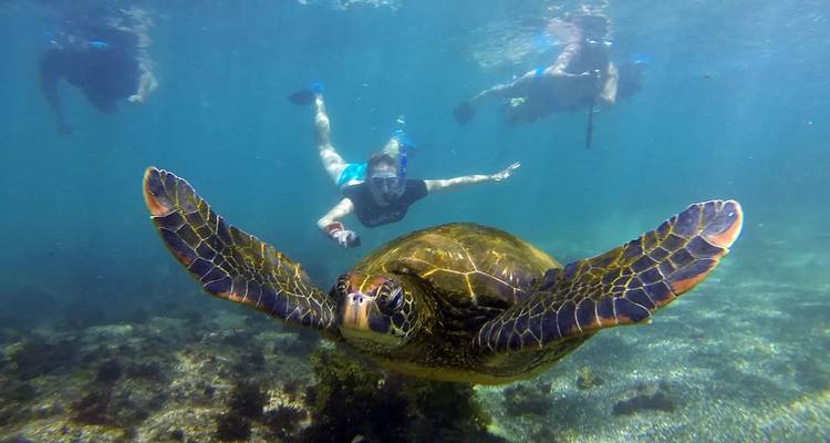Snorkelaars zwemmen dicht bij een groene zeeschildpad in helder blauw water.