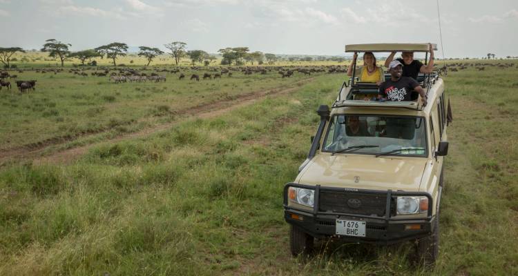 Open-roof safari jeep with travellers viewing a vast Serengeti plain dotted with wildebeest herds.