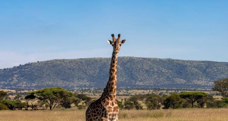 Lone giraffe standing in open savanna with rolling hills under clear blue sky