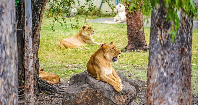 Lions lounging on rocks and grass within a shaded wildlife park