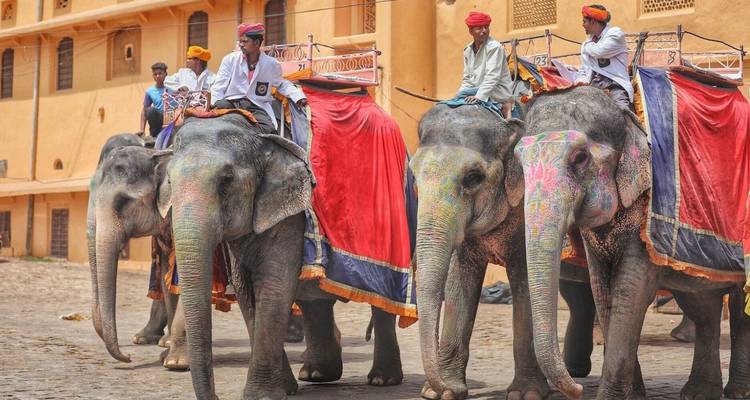 Bunt geschmückte Elefanten mit Reitern warten vor einem historischen Burghof auf Touren.