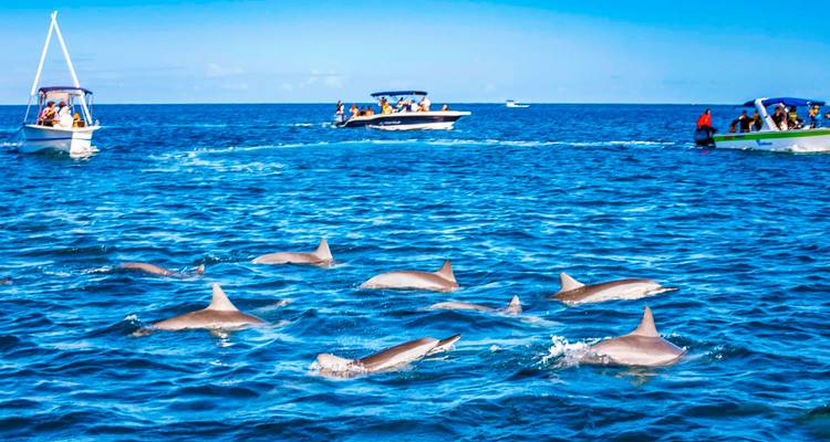 Large pod of spinner dolphins surfacing near tour boats in a bright blue ocean