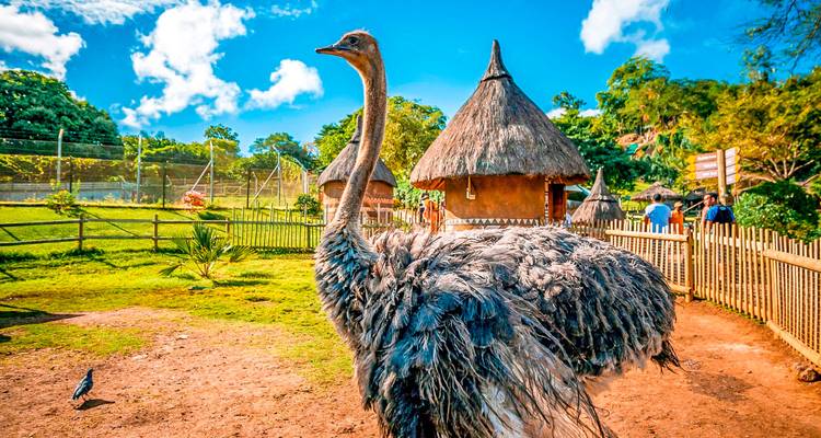 Large ostrich standing in an open enclosure with thatched huts and visitors nearby