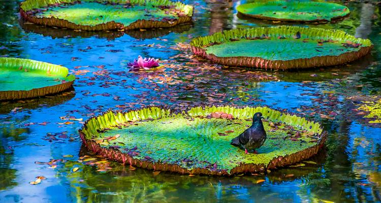Nenúfares circulares gigantes y una paloma en un estanque botánico tranquilo