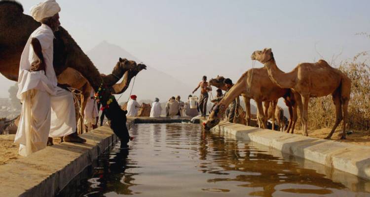 Camel herders and their animals drinking at a long trough in the desert light of Pushkar.