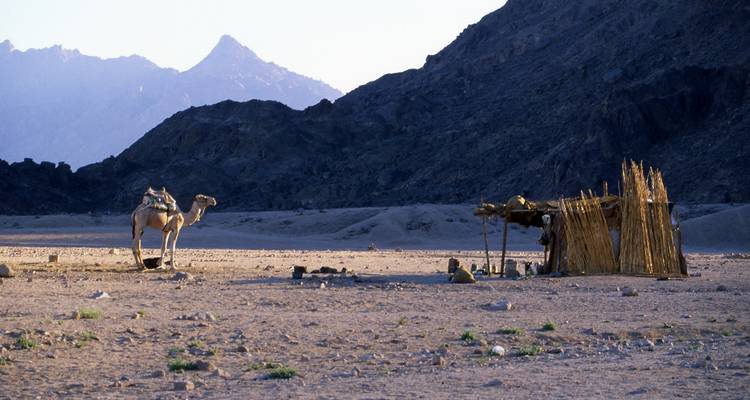 Sparse desert landscape at dawn with a lone camel beside a simple Bedouin shelter and rocky mountains beyond.