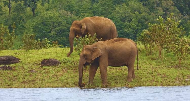 Een paar Aziatische olifanten die grazen naast een waterlichaam in het weelderige Periyar Nationaal Park.