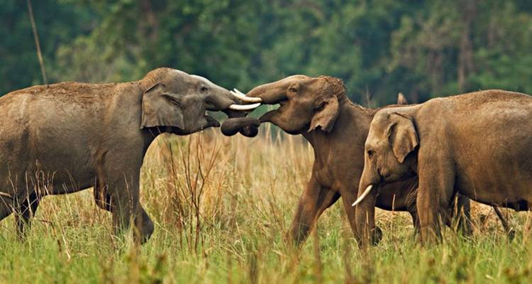 Drei asiatische Elefanten, die verspielt in hohem Grasland vor einer Waldkulisse miteinander interagieren.