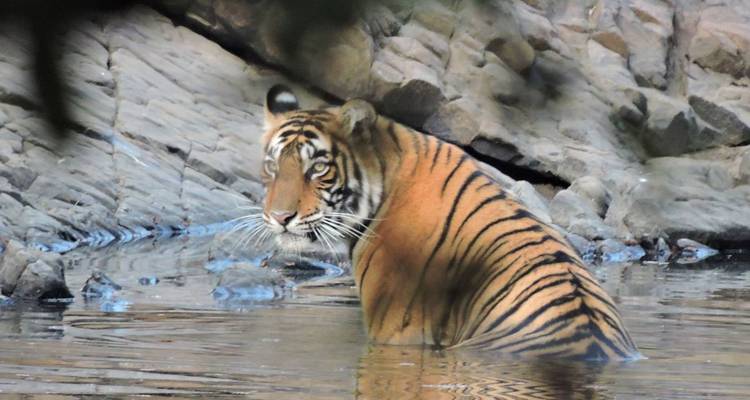 Bengalischer Tiger, teilweise untergetaucht in einem felsigen Waldtümpel, blickt in Richtung Kamera.