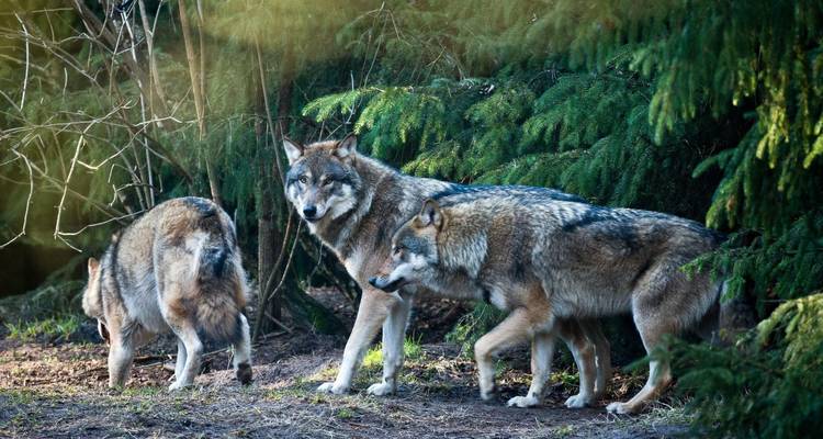 Roedel grijze wolven die door dicht groen naaldbos beweegt.