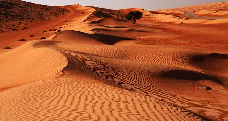 Undulating red sand dunes ripple into the distance with a single acacia tree in Oman’s Wahiba Sands.