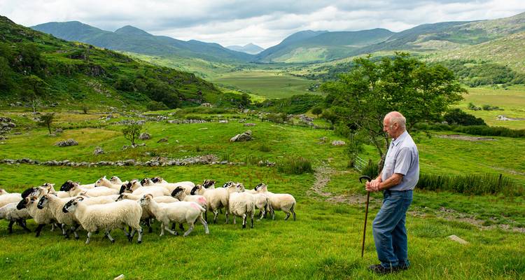 Shepherd watching over a flock of sheep in a lush green valley surrounded by distant mountains under cloudy skies.