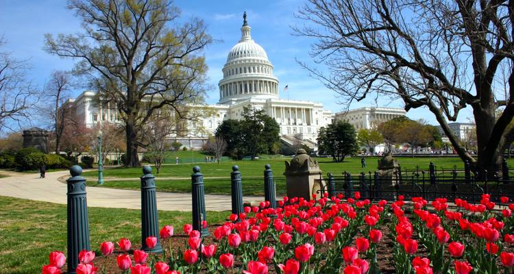 U.S. Capitoolgebouw ingelijst door bloeiende rode tulpen en kale voorjaarsbomen onder een heldere blauwe lucht