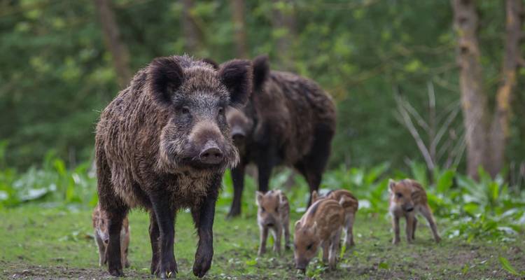 Wild zwijn zeug met biggen foerageren in groene bosopen plek