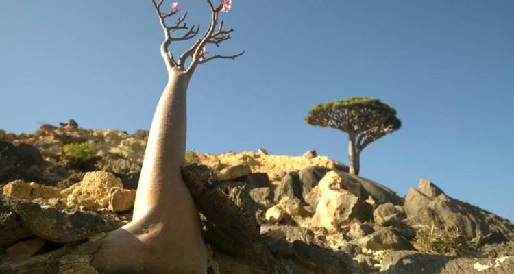 Árbol botella con flores rosadas creciendo desde suelo rocoso, otro árbol Sangre de Dragón en la distancia.