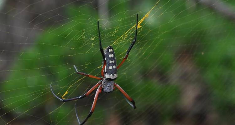 Toma macro de una araña colorida posada en su intrincada telaraña con follaje verde desenfocado detrás.