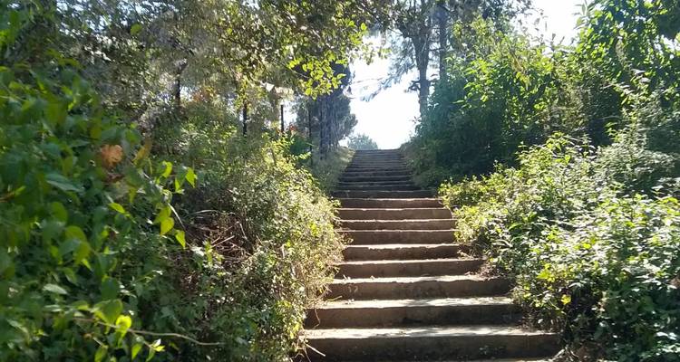 Stone staircase ascending through lush greenery toward bright sunlight.