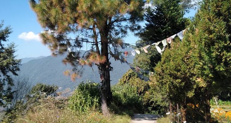 Prayer flags flutter from a pine tree with hazy green mountains in the backdrop.