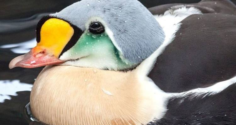 Gros plan d'un eider à tête grise coloré avec des gouttelettes sur ses plumes flottant sur une eau sombre.