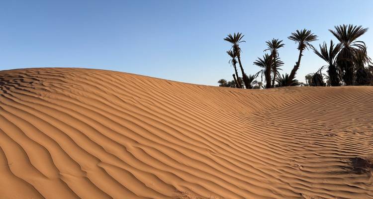Wind-sculpted sand ridge with crisp ripples and a cluster of palm trees against a clear sky.