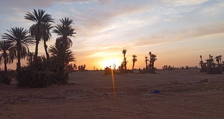 Silhouetted palms and low scrub at sunset with orange sky over desert terrain.