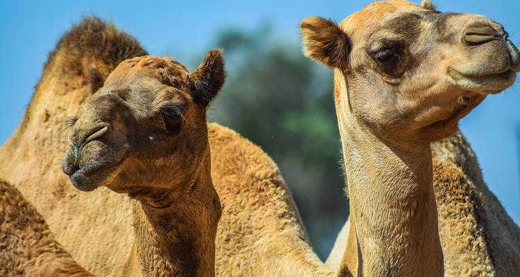 Close-up of two camels with sandy humps and blue sky background.