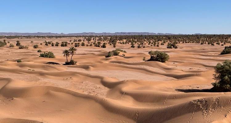 Vast wavy desert landscape dotted with small trees and distant mountain ridge under a clear blue sky.