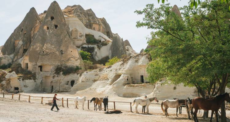 Les chevaux paissent sous les arbres près des habitations troglodytiques et des cheminées de fées dentelées en Cappadoce.