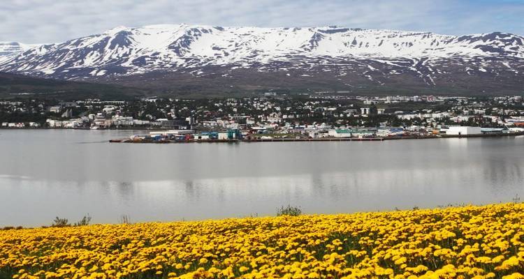 Field of bright yellow flowers overlooking Akureyri town across a still bay with snow-striped mountains beyond.