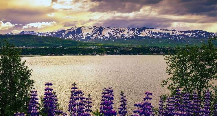 Lake view framed by purple lupine flowers with snow-streaked mountains beneath dramatic skies.
