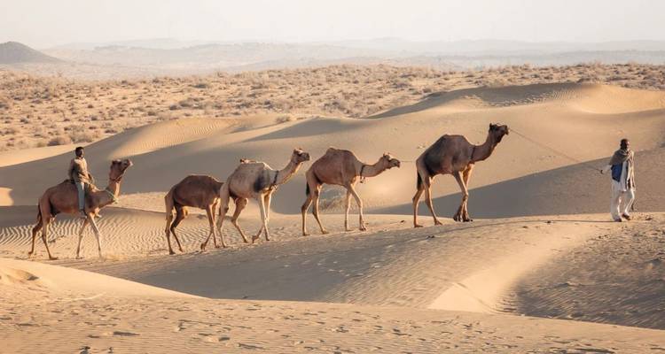 Line of camels led by two men crosses golden desert dunes under soft evening light.