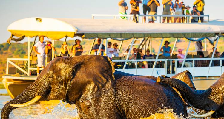 Un éléphant traverse l'eau de la rivière près d'un bateau rempli de touristes lors d'une croisière safari.