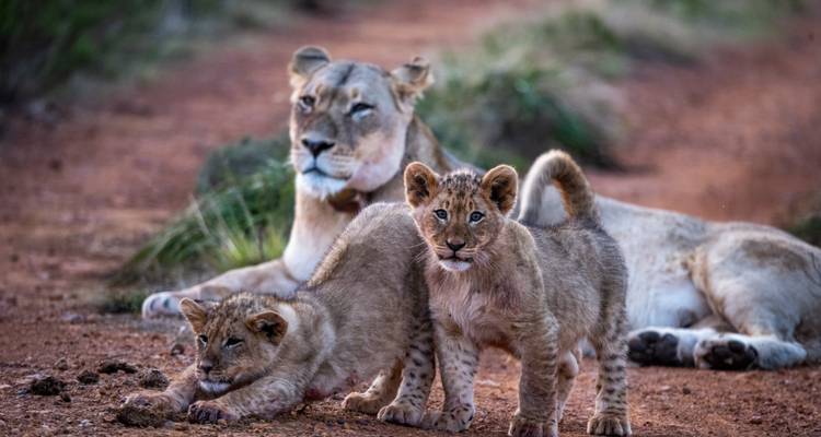 Une lionne se repose en alerte tandis que deux petits joueurs se tiennent sur un sol de terre rouge le long d'une piste de safari.