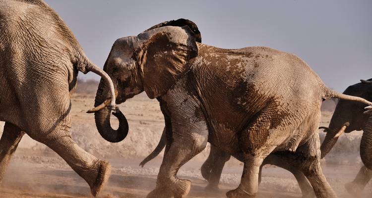 Un groupe d'éléphants charge en avant en soulevant des nuages de poussière sur une plaine aride.