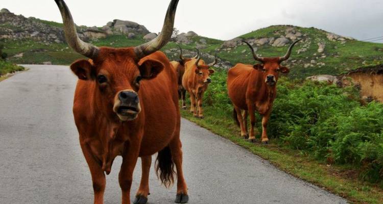 Herd of long-horned cattle stands on a narrow mountain road surrounded by rocky green hills.