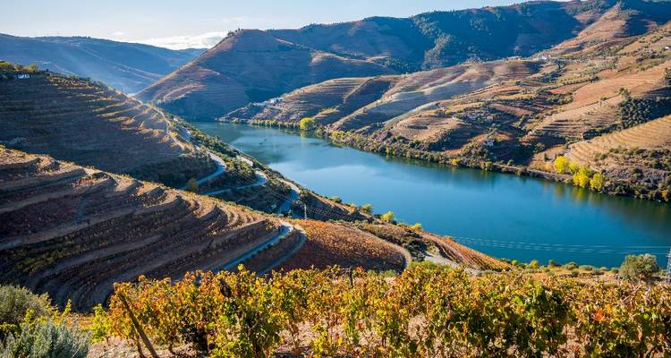 Sunlit terraced vineyards cascade to a calm river winding through the Douro Valley.