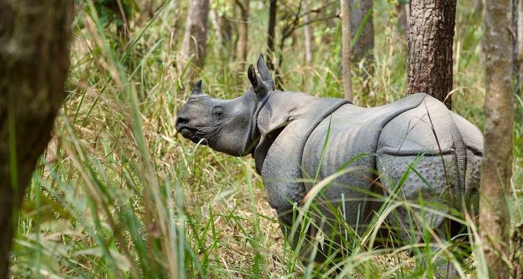 Rinoceronte de un cuerno en peligro de extinción de pie entre pastos altos en bosque subtropical denso.