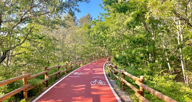 Hellroter Radweg mit Fahrradsymbolen schlängelt sich an einem sonnigen Tag durch dichten Wald.