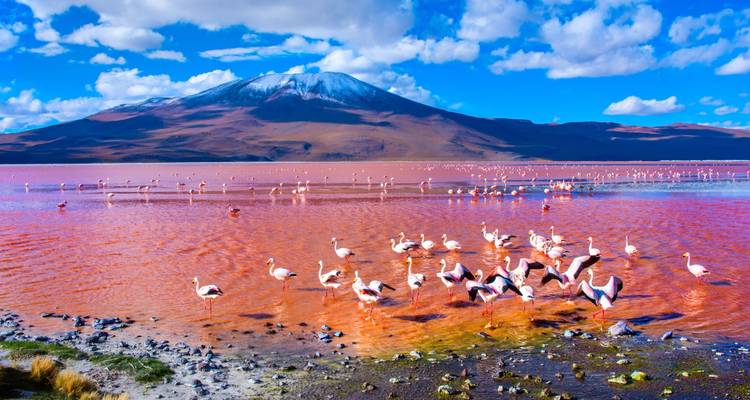 Docenas de flamencos vadeando en las aguas rojas vívidas de la Laguna Colorada con volcán de fondo.